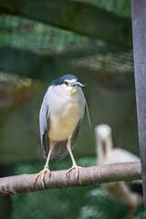 Rare Night Heron Standing Still – Full Frontal View in Natural Light