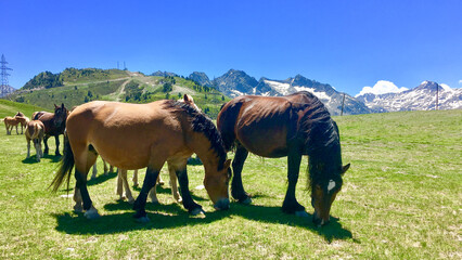 Majestic horses graze serenely beneath azure skies, embodying the tranquil spirit of Transhumance...