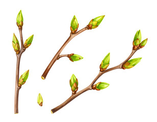 Realistic Tree Branches with Fresh Green Buds on White Background