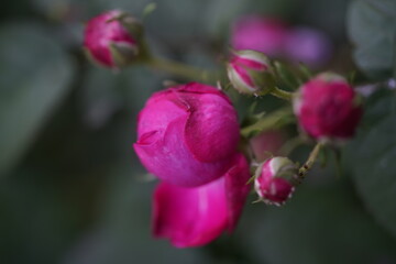 quantum  basic instinct Cambridge valentine roses and rose buds on different scales and with macro photography