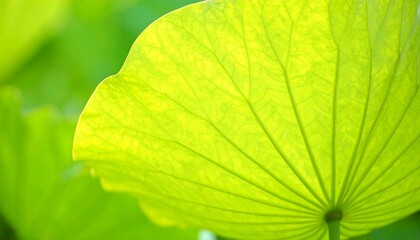 夏の光に透ける蓮の葉　緑の生命力と規則的な美　葉脈