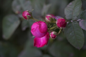 quantum  basic instinct Cambridge valentine roses and rose buds on different scales and with macro...