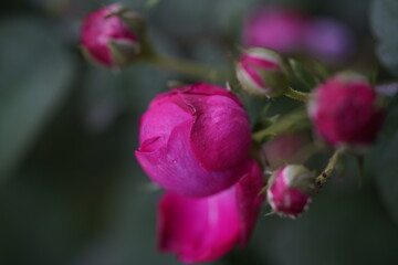 quantum  basic instinct Cambridge valentine roses and rose buds on different scales and with macro photography