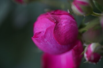 quantum  basic instinct Cambridge valentine roses and rose buds on different scales and with macro...