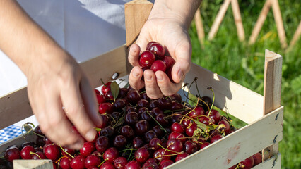Harvesting sun-kissed cherries in wooden crate, midsummer vibrant fruits, Swedish Midsommar feast,...