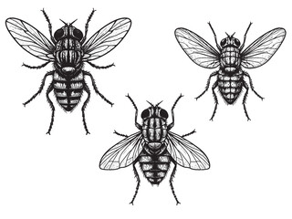 Housefly engraving with anatomical detail for rustic insect branding and edgy craft packaging