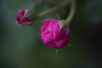 quantum  basic instinct Cambridge valentine roses and rose buds on different scales and with macro...