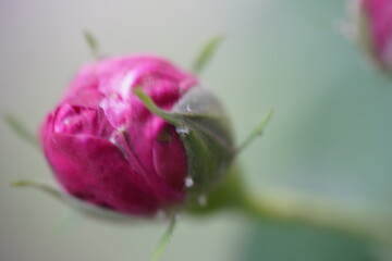 quantum  basic instinct Cambridge valentine roses and rose buds on different scales and with macro...