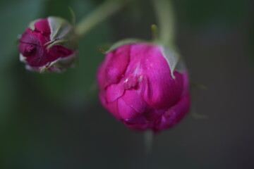 quantum  basic instinct Cambridge valentine roses and rose buds on different scales and with macro...