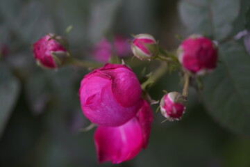 quantum  basic instinct Cambridge valentine roses and rose buds on different scales and with macro...