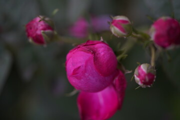 quantum  basic instinct Cambridge valentine roses and rose buds on different scales and with macro photography