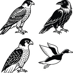 Duck drawing. It is a simple black and white outline image of a common duck standing, ready for coloring. Vector sketch line art draw.
