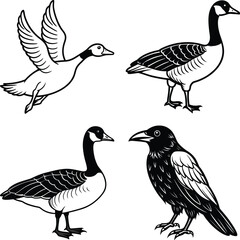 Duck drawing. It is a simple black and white outline image of a common duck standing, ready for coloring. Vector sketch line art draw.
