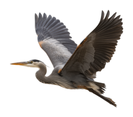 Graceful heron in flight over serene wetlands wildlife peaceful natural habitat isolated on transparent background