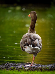 Graugans am Wasser 