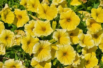 yellow garden petunia in the garden