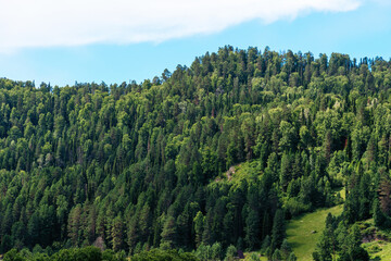 A vibrant green forest covers a steep hillside under a clear blue sky with a few wispy clouds