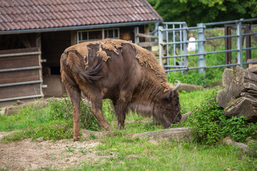 brown buffalo in a park