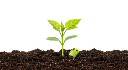 A young plant grows from soil with a seed beside it