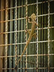 Small size of lizard climbing on mesh wall and watching around.The reptile species