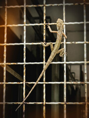 Back side of garden lizard climbing on mesh wall.reptile species.long tail.