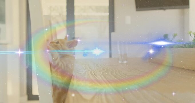 Upon sparkles appearing, ginger kitten peeking wood table leg, raising paw at swirling rainbow halo