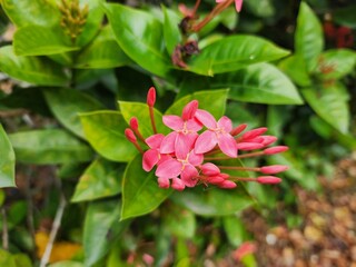 Close-Up of Vibrant Pink Flowers with Lush Green Plants in Background