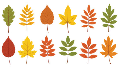 Collection of autumn leaves in various shapes and colors isolated on transparent background