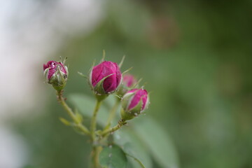 quantum  basic instinct Cambridge valentine roses and rose buds on different scales and with macro photography