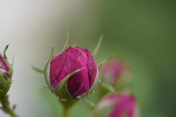 quantum  basic instinct Cambridge valentine roses and rose buds on different scales and with macro...