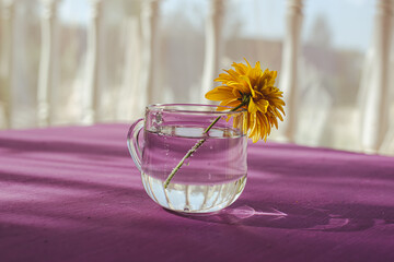 A pleasant summer background with a glass and a flower. The rays of the sun fill a yellow flower in...