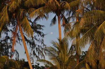 Thailand island beautiful resort view with palm