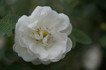 quantum  basic instinct Cambridge valentine roses on different scales and with macro photography