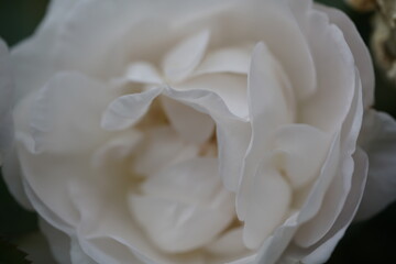 quantum  basic instinct Cambridge valentine roses on different scales and with macro photography