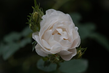 quantum  basic instinct Cambridge valentine roses on different scales and with macro photography