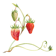 Strawberry on stems with vines tendrils, hanging ripe garden berry pineberry strasberry snakeberry hand drawn in watercolor. Isolated botanical illustration. Farmers market, eco gardening calendar