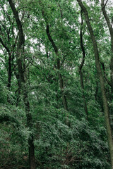 Lush green forest with tall trees creating a dense, vibrant canopy overhead. A dense, lush forest filled with tall, slender trees reaching towards the sky creating a vibrant green canopy Winding trees
