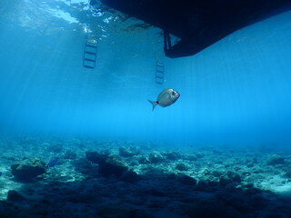 underwater shot of boat parked  with some fish around