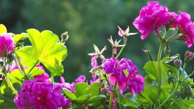 The background is a pink geranium with leaves on a green blurred background. Gardening. City balcony. garden. Grow flowers. Take care of the plants.