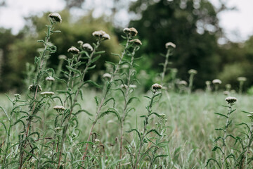 Wildflowers in a sunlit field, creating a serene, natural scene. A field of white white flowers...