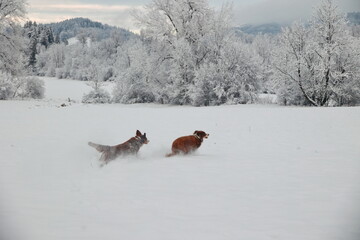 Two dogs are playing in the snow