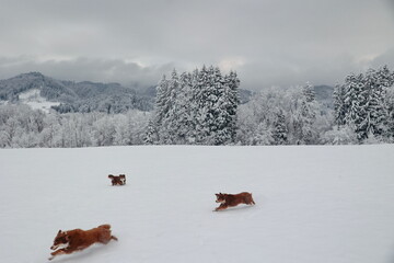 Three dogs are running in the snow, enjoying the winter weather