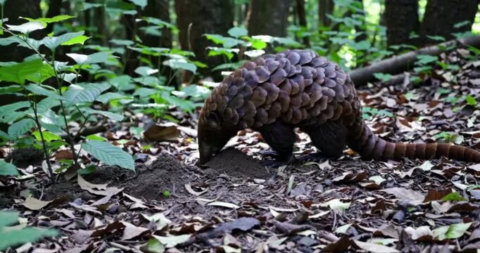 A pangolin has just found an ant nest.