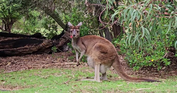 a mouse eating plants
