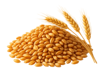A pile of golden wheat grains and three wheat stalks isolated on a white background, showcasing the harvest and agricultural produce theme.