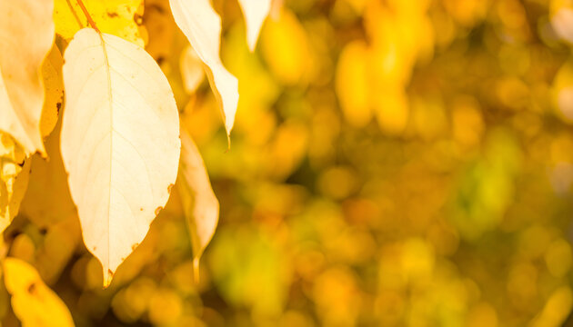 Luminous Pale Autumn Leaves on a Golden Bokeh Banner Background