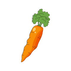 Vector carrot with curly green leaves isolated transparent backgorund. Perfect vector carrot vegetable template design. Editable stroke EPS 10
