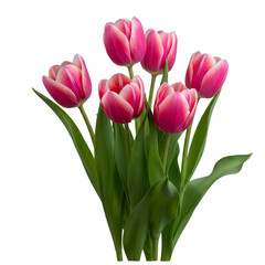 Fototapeta premium bouquet of pink tulips