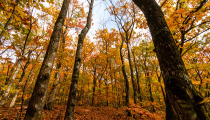 Obraz premium Majestic Autumn Forest with Golden Leaves and Arching Tree Trunks