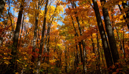 Fototapeta premium Sunlit Autumn Forest with a Vibrant Canopy of Gold and Orange Foliage